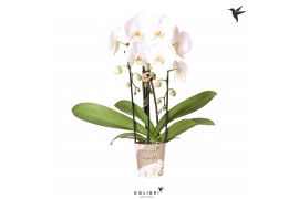 Phalaenopsis elegant cascade 3 tak niagara fall wit kolibri orchids