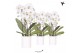 Phalaenopsis elegant cascade 3 tak niagara fall wit in furrow pot koli 