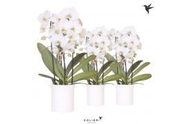 Phalaenopsis elegant cascade 3 tak niagara fall wit in furrow pot koli