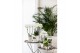 Phalaenopsis elegant cascade 3 tak niagara fall wit in furrow pot koli 