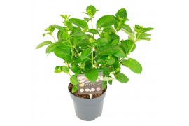 Hydrangea paniculata