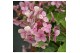 Hydrangea paniculata 