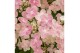 Hydrangea paniculata 