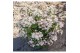 Hydrangea paniculata 