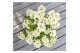 Hydrangea paniculata 