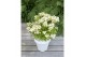 Hydrangea paniculata 