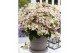 Hydrangea paniculata 