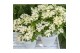 Hydrangea paniculata 