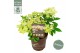 Hydrangea paniculata 