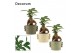 Ficus microcarpa ginseng retusa in Dione (Nature world-collection) 