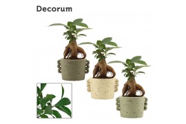 Ficus microcarpa ginseng retusa in Dione (Nature world-collection)