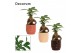 Ficus microcarpa ginseng Retusa in Sanne (Nature Love-collection) 