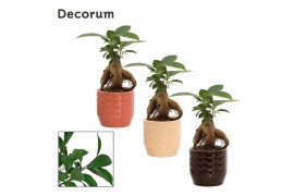 Ficus microcarpa ginseng Retusa in Sanne (Nature Love-collection)