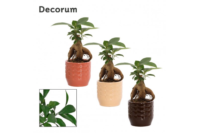 Ficus microcarpa ginseng Retusa in Sanne (Nature Love-collection) Ficus microcarpa ginseng Retusa in Sanne (Nature Love-collection)
