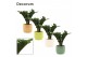 Zamioculcas zamiifolia zenzi V-leaf 2 veren in Liam Decorum 