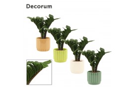 Zamioculcas zamiifolia zenzi V-leaf 2 veren in Liam Decorum