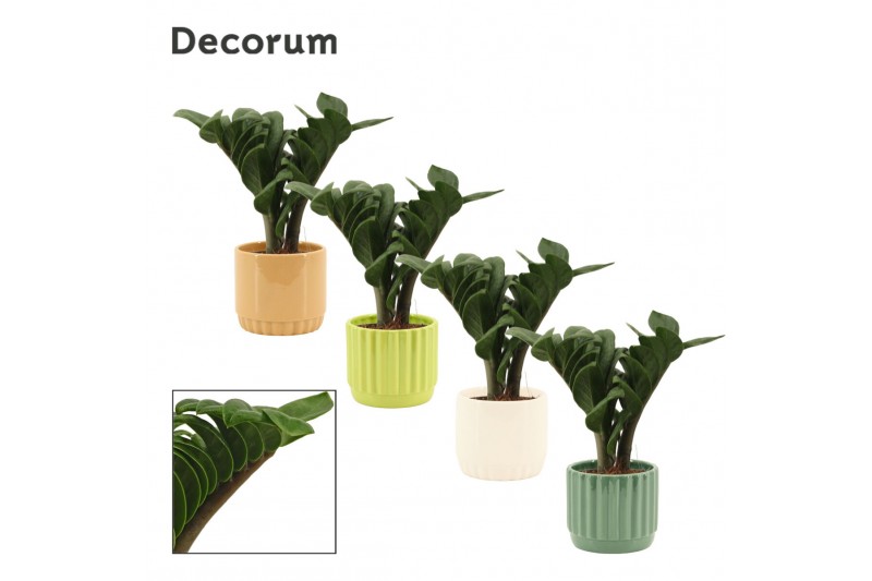 Zamioculcas zamiifolia zenzi V-leaf 2 veren in Liam Decorum Zamioculcas zamiifolia zenzi V-leaf 2 veren in Liam Decorum