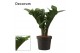 Zamioculcas zamiifolia zenzi V-leaf 2 veren Decorum 