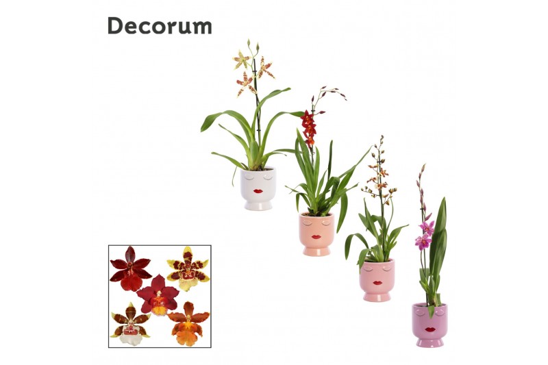 Cambria mix 1 tak in dua lipa party love decorum Cambria mix 1 tak in dua lipa party love decorum