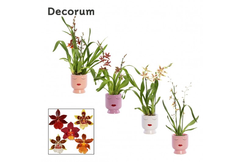 Cambria mix decorum 2 tak in dua lipa party love Cambria mix decorum 2 tak in dua lipa party love