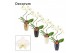 Phalaenopsis wit Phalaenopsis hurricane wit in Carly (Neo Architect-co 