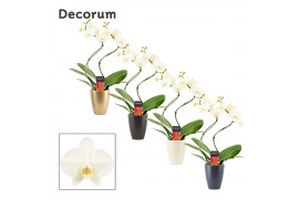 Phalaenopsis wit Phalaenopsis hurricane wit in Carly (Neo Architect-co