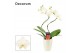 Phalaenopsis wit Phalaenopsis hurricane wit in Carly wit (Deco-collect 