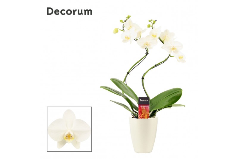 Phalaenopsis wit Phalaenopsis hurricane wit in Carly wit (Deco-collect Phalaenopsis wit Phalaenopsis hurricane wit in Carly wit (Deco-collect