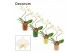 Phalaenopsis wit Phalaenopsis hurricane wit in Naemi (Natural bubble-c 