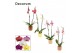 Phalaenopsis mix 2 tak, 16+ bloem - Liam keramiek - Nature World 