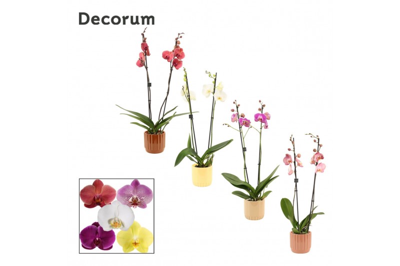 Phalaenopsis mix 2 tak, 16+ bloem - Liam keramiek - Nature World 