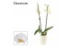 Phalaenopsis anthura madrid 2 tak ,16+ bloem - Carly keramiek, Wit - D 