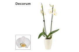 Phalaenopsis anthura madrid 2 tak ,16+ bloem - Carly keramiek, Wit - D