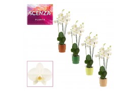 Phalaenopsis anthura madrid 3 tak, 18+ bloem - Naemi keramiek - Natura