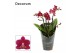 Phalaenopsis multiflora anthura chamonix Dazzling 3-4 tak Decorum 