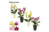 Phalaenopsis multiflora mix Phalaenopsis dazzling melange 3-4 tak in C