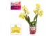 Phalaenopsis multiflora anthura albenga Phalaenopsis multiflora 2 tak  
