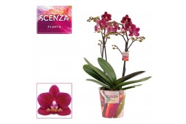 Phalaenopsis multiflora anthura chamonix 2 tak (Scenza)