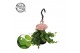 Peperomia rotundifolia hp 