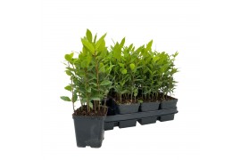 Laurus nobilis