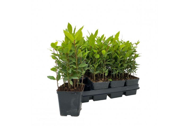 Laurus nobilis 