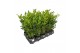 Laurus nobilis 