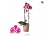 Phalaenopsis elegant cascade 1 tak niagara fall spotty kolibri orchids 