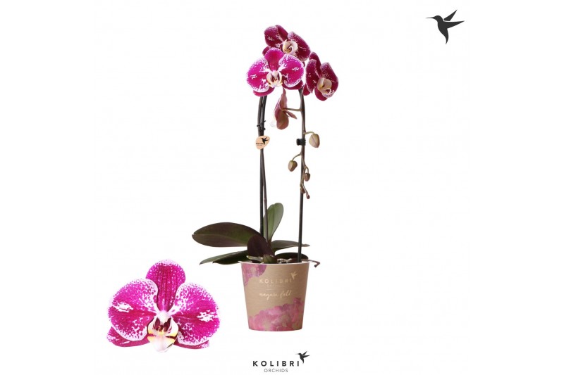 Phalaenopsis elegant cascade 1 tak niagara fall spotty kolibri orchids Phalaenopsis elegant cascade 1 tak niagara fall spotty kolibri orchids