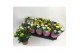 Chrysanthemum ind. stream pink/yellow/white Fusion 