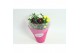Chrysanthemum ind. stream pink/yellow/white Fusion 