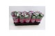 Chrysanthemum ind. stream pink/purple/pinkbicolo mix fancy 