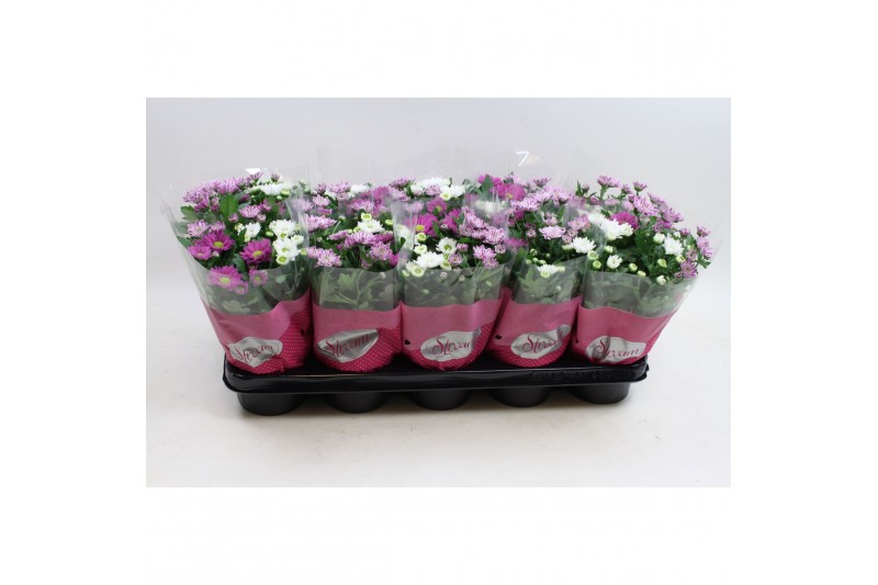 Chrysanthemum ind. stream pink/purple/pinkbicolo mix fancy 