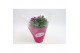 Chrysanthemum ind. stream pink/purple/pinkbicolo mix fancy 