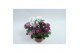 Chrysanthemum ind. stream pink/purple/pinkbicolo mix fancy 